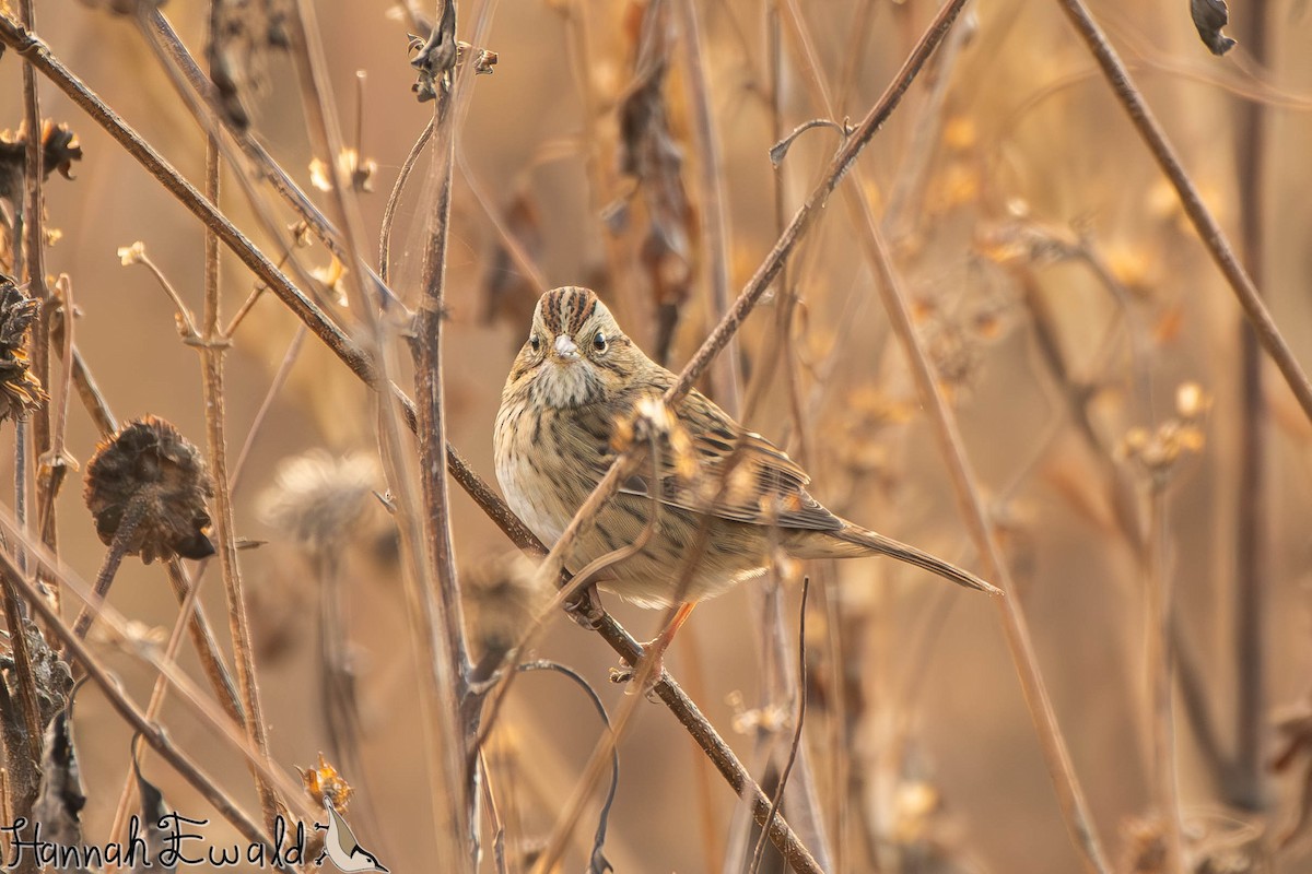 strnadec pruhohlavý - ML645410662