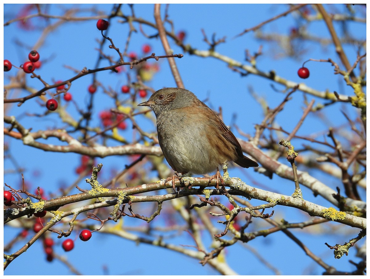 Accenteur mouchet - ML645410668