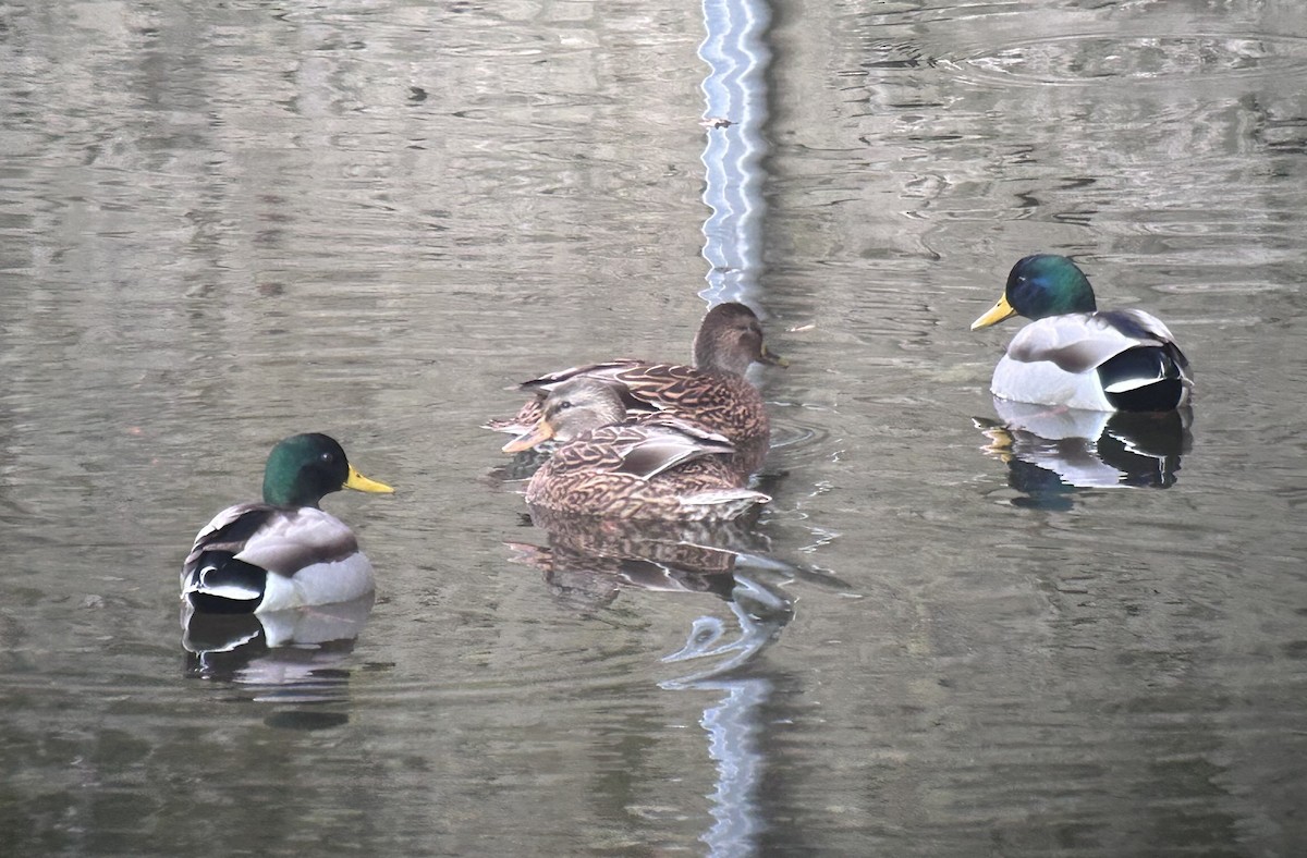 Stockente - ML645410670