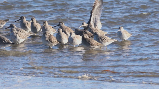 紅腹濱鷸 - ML645410673