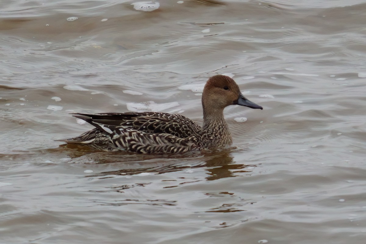 Northern Pintail - ML645410679