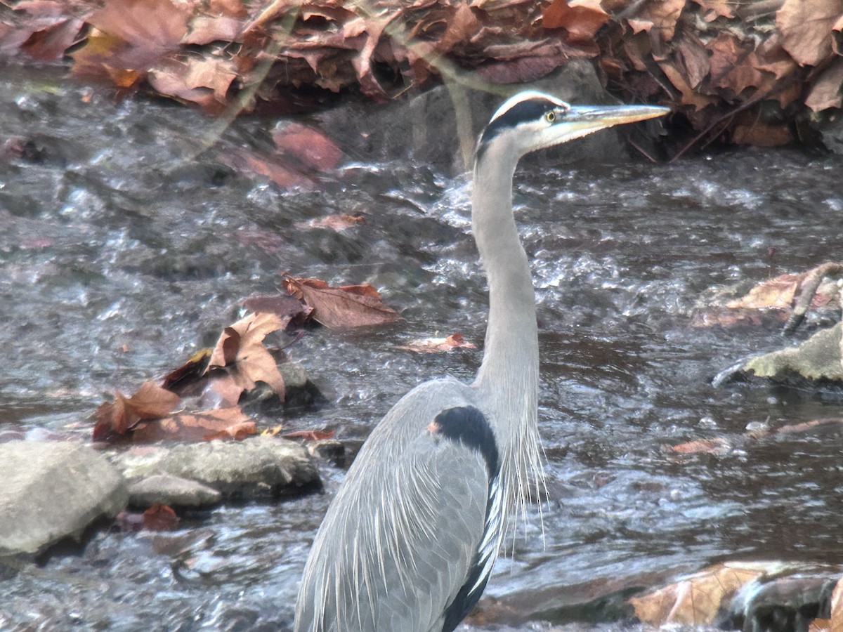 Kanadareiher - ML645410683