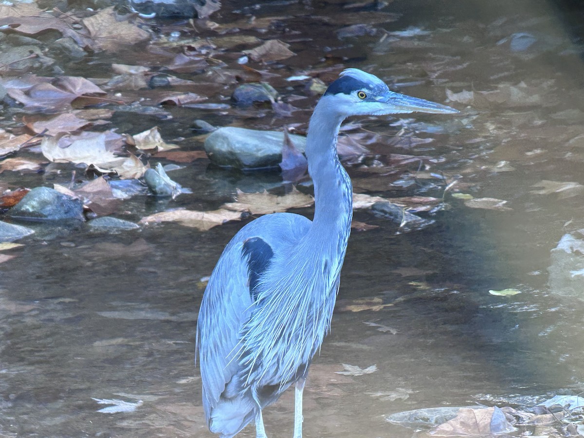 Kanadareiher - ML645410684