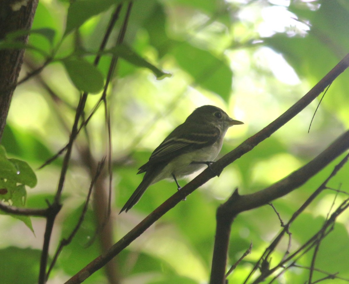 Mosquero Verdoso - ML645410685