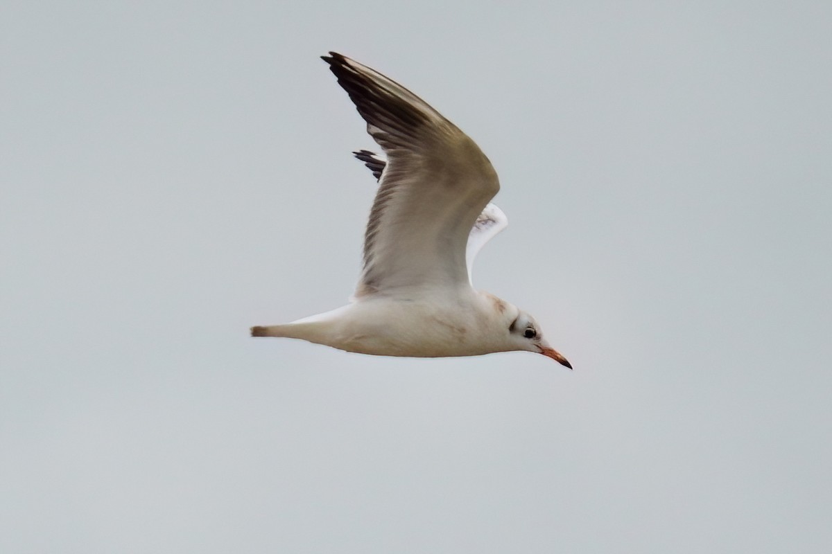 Black-headed Gull - ML645410687