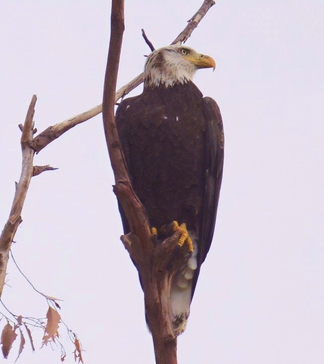 Pigargo Americano - ML645410688