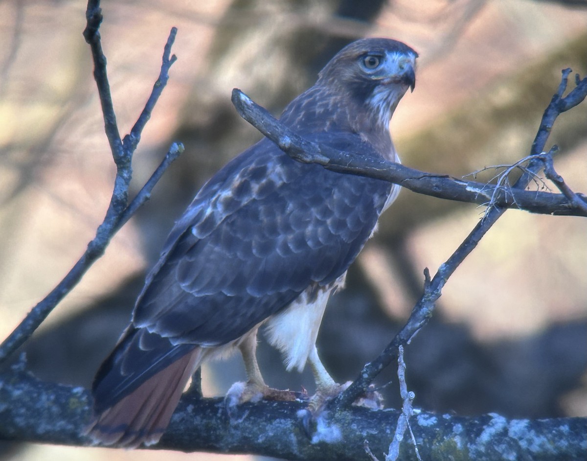 Rotschwanzbussard - ML645410693