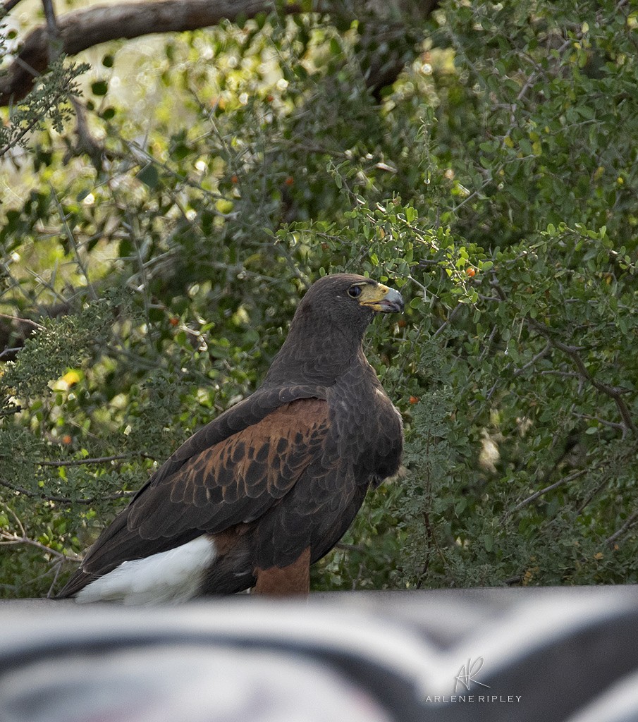 Harris's Hawk - ML645410694