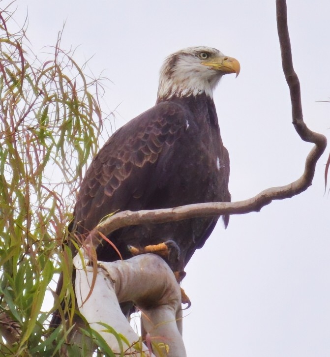 Pigargo Americano - ML645410697