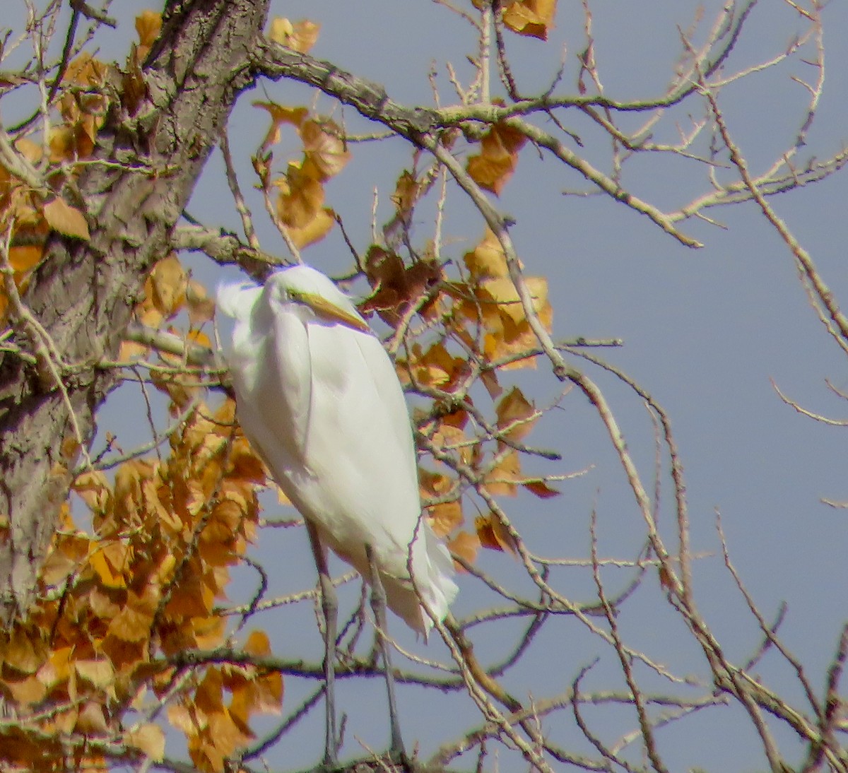 Koartza zuria - ML645410699