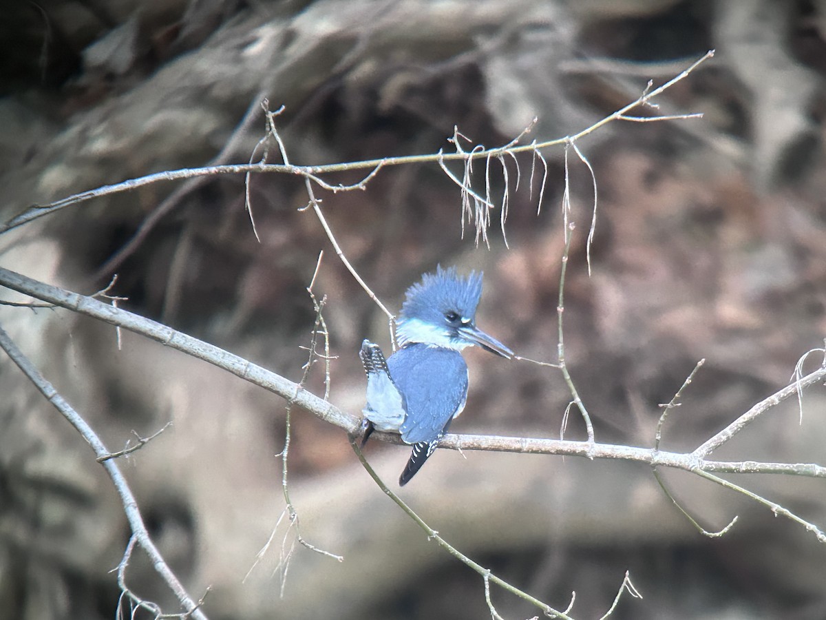 Martin handi iparramerikarra - ML645410700