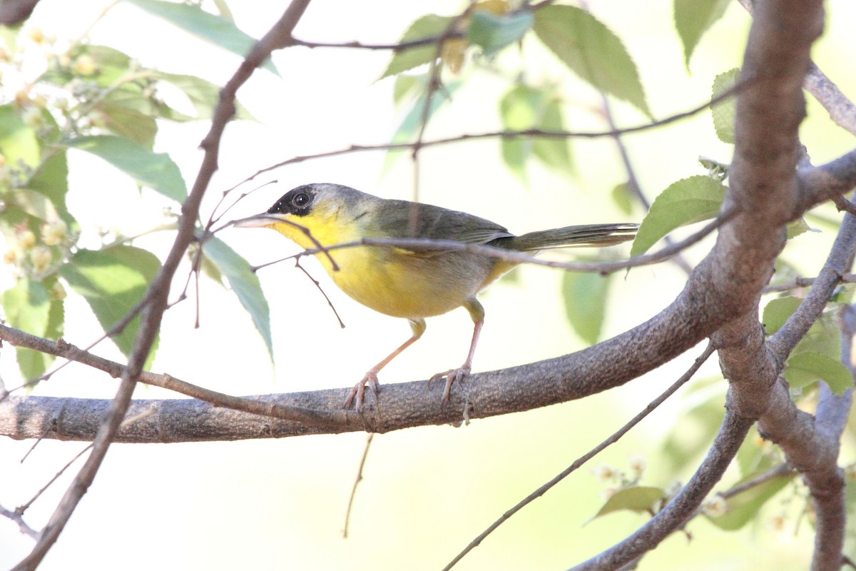 Gray-crowned Yellowthroat - ML645410701