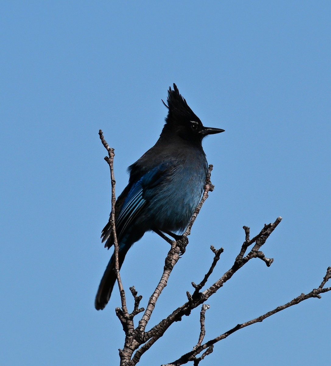 Steller's Jay - ML645410716