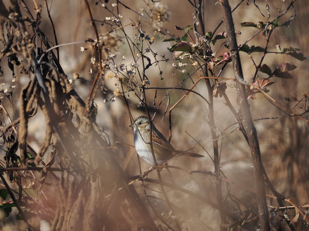 Bruant des marais - ML645410717