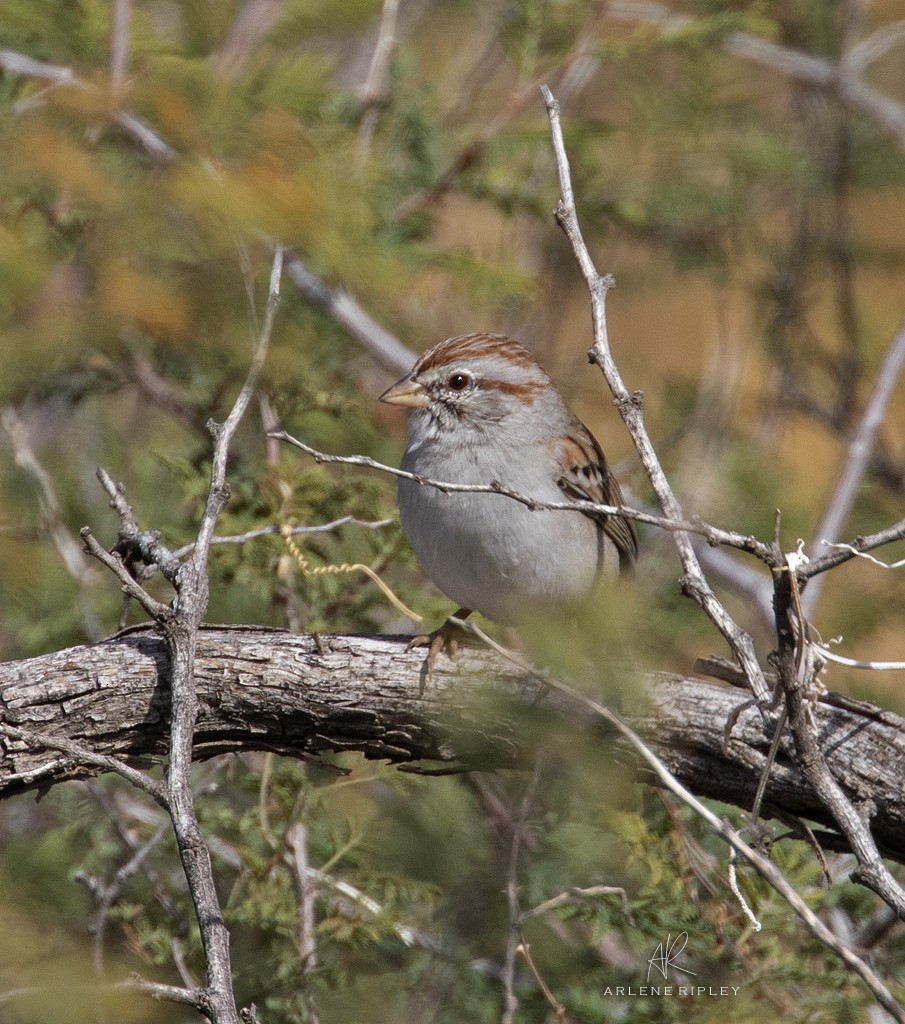 Rufous-winged Sparrow - ML645410718