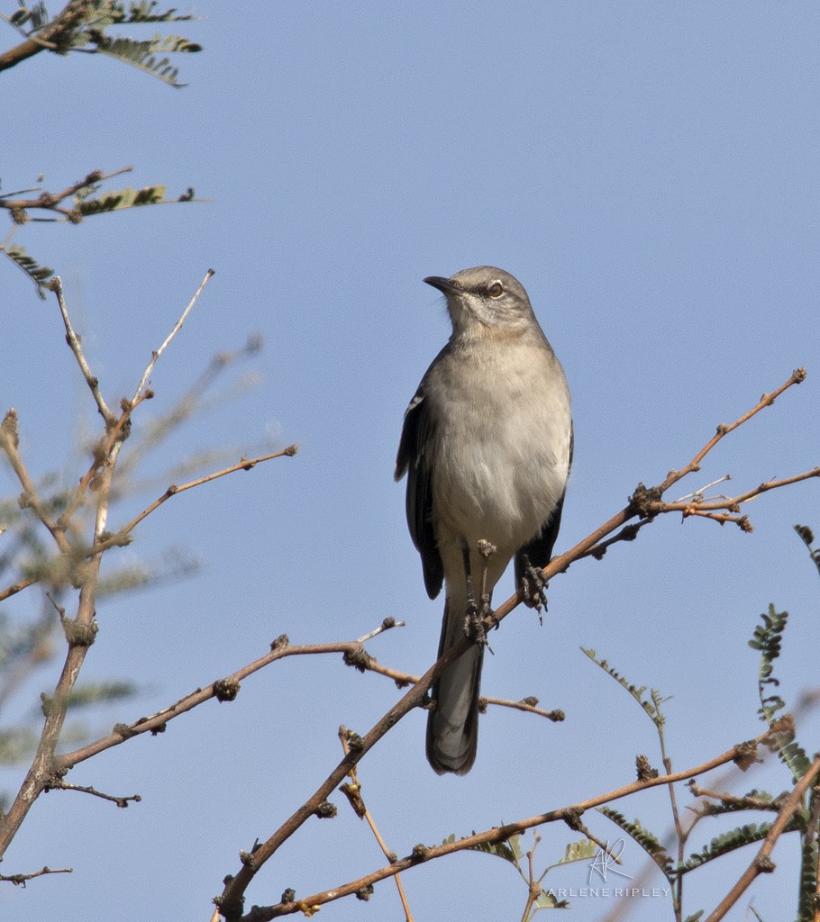 Northern Mockingbird - ML645410722