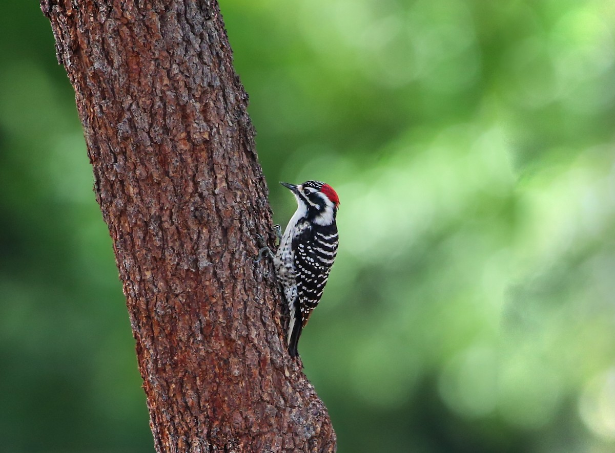 Nuttall's Woodpecker - ML645410723