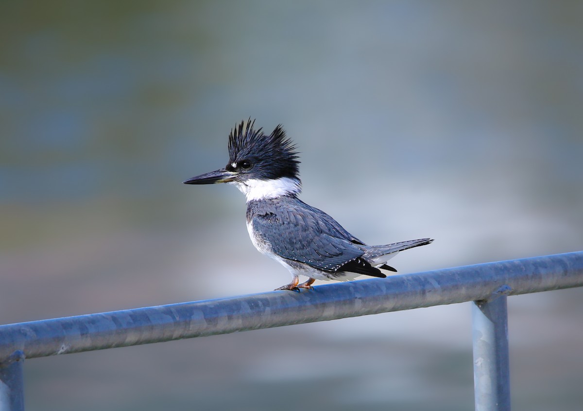 Martin handi iparramerikarra - ML645410724