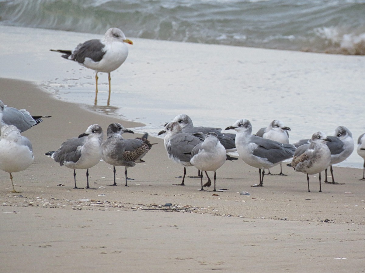 Lesser Black-backed Gull - ML645410727