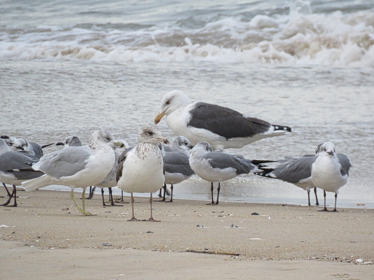 Zafferano - ML645410728