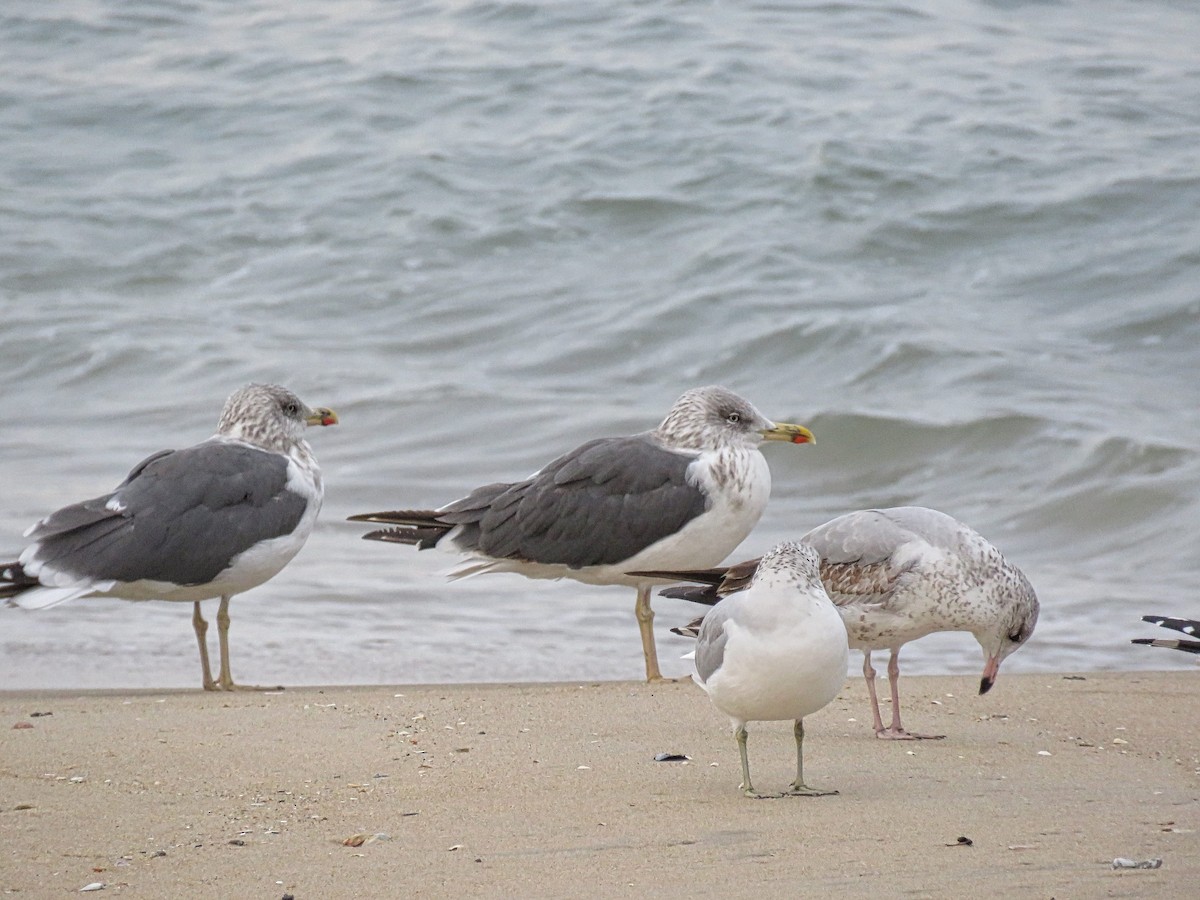 Lesser Black-backed Gull - ML645410729