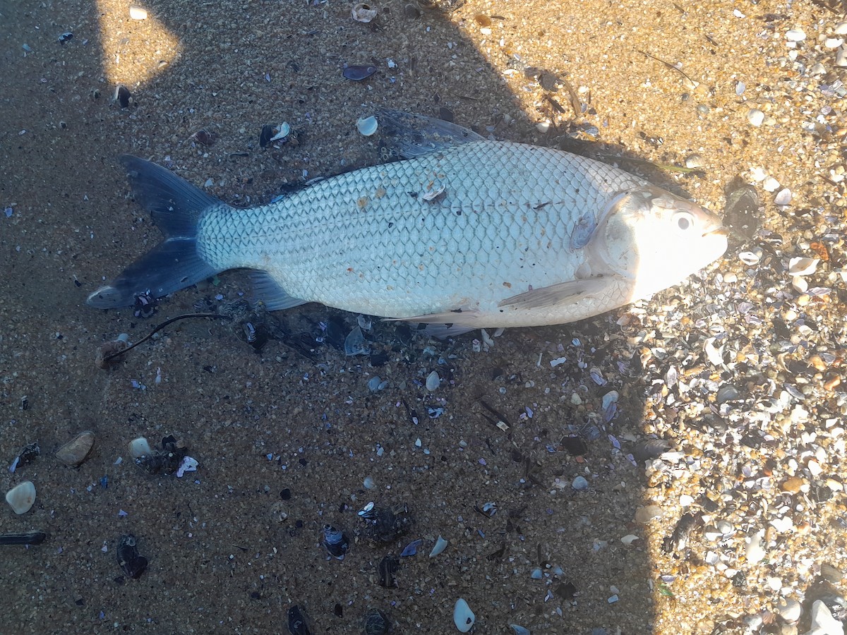 Streaked Prochilod - ML645410730