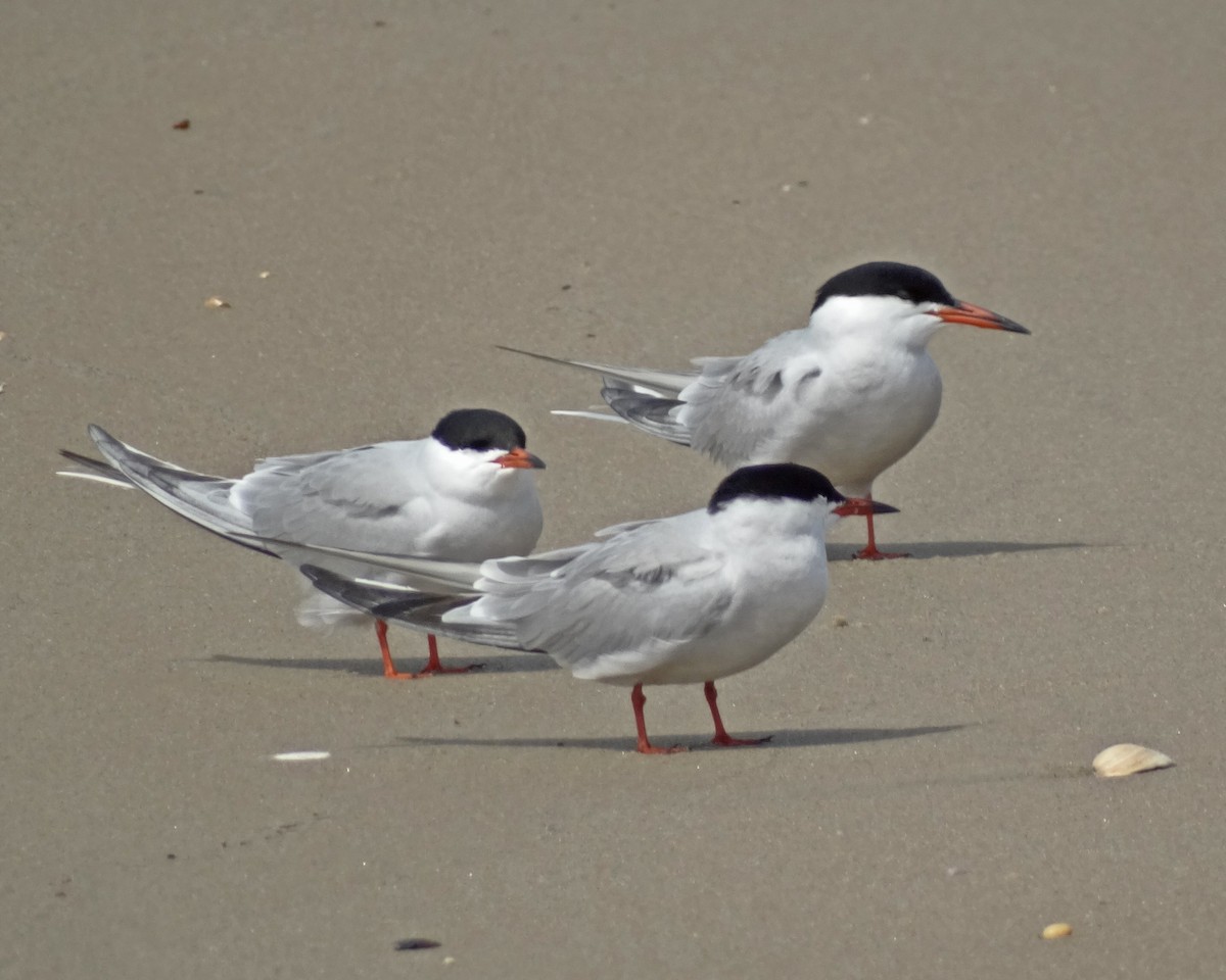 Common Tern - ML645410732