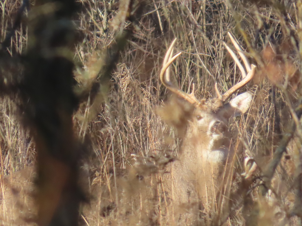 White-tailed Deer - ML645410733