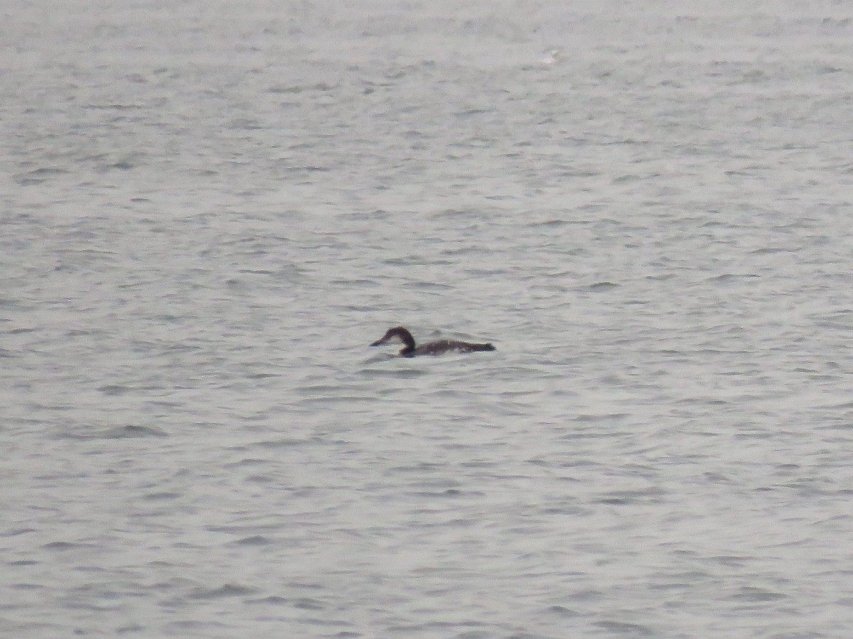 Common Loon - ML645410734