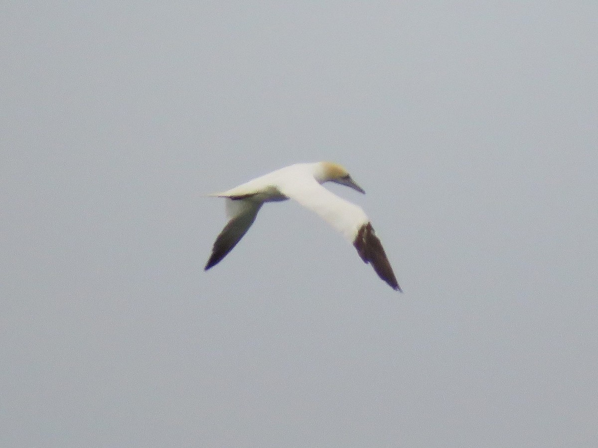 Northern Gannet - ML645410742
