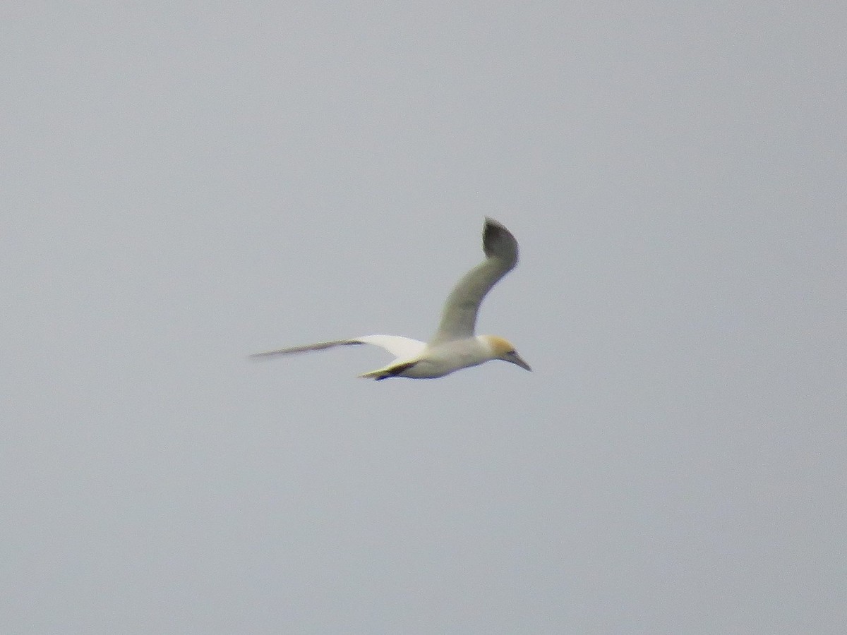 Northern Gannet - ML645410743