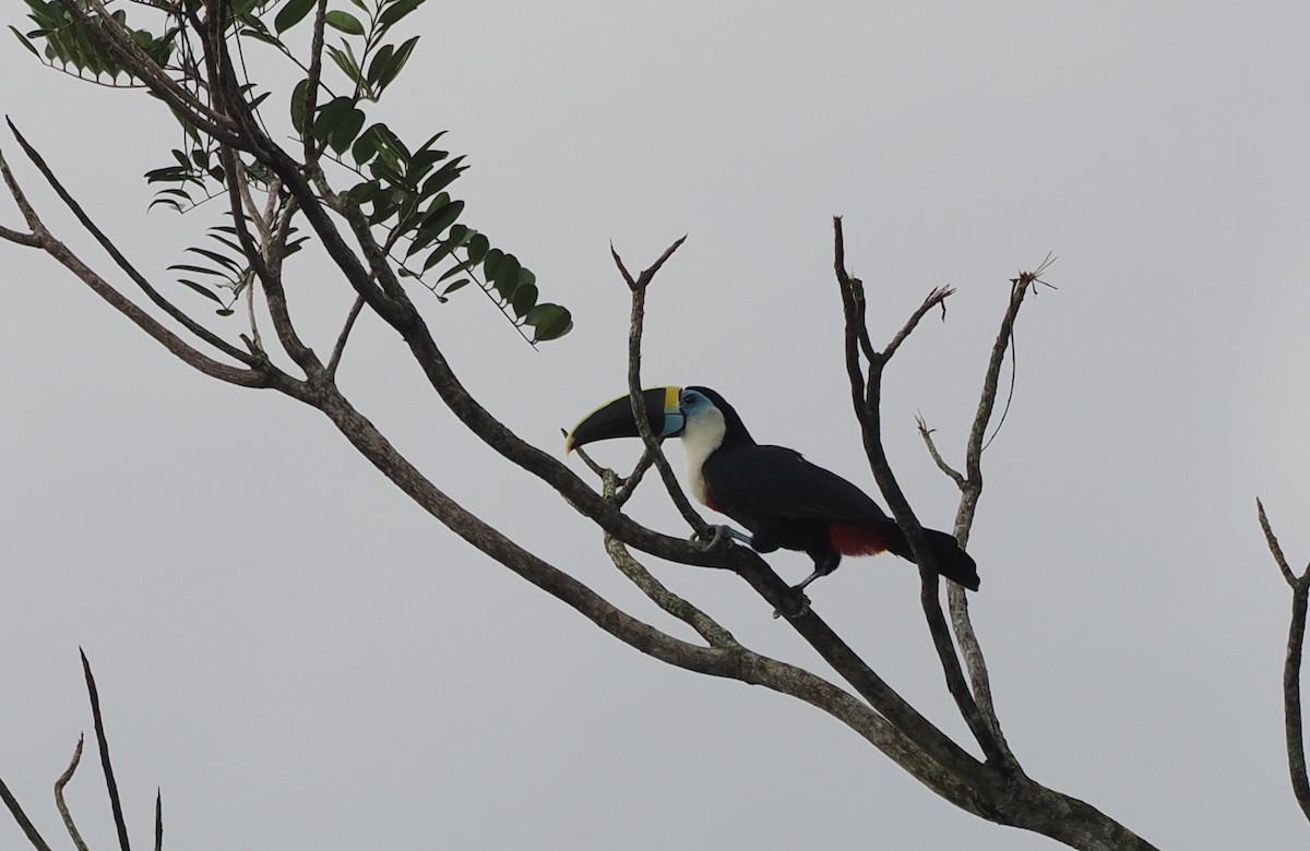 White-throated Toucan - ML645410748