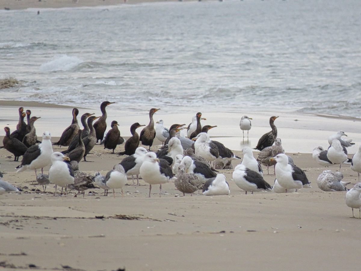 Double-crested Cormorant - ML645410749
