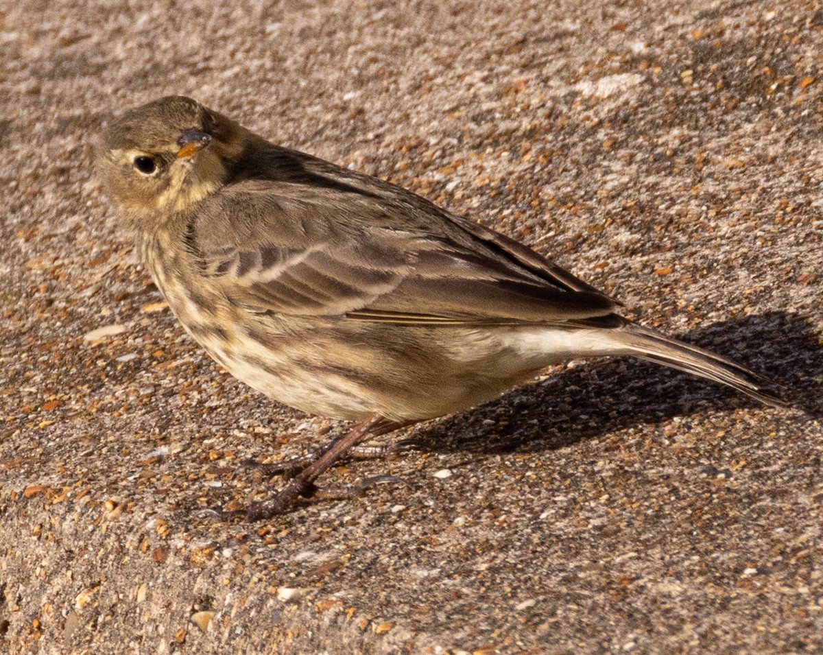 Rock Pipit - ML645410752