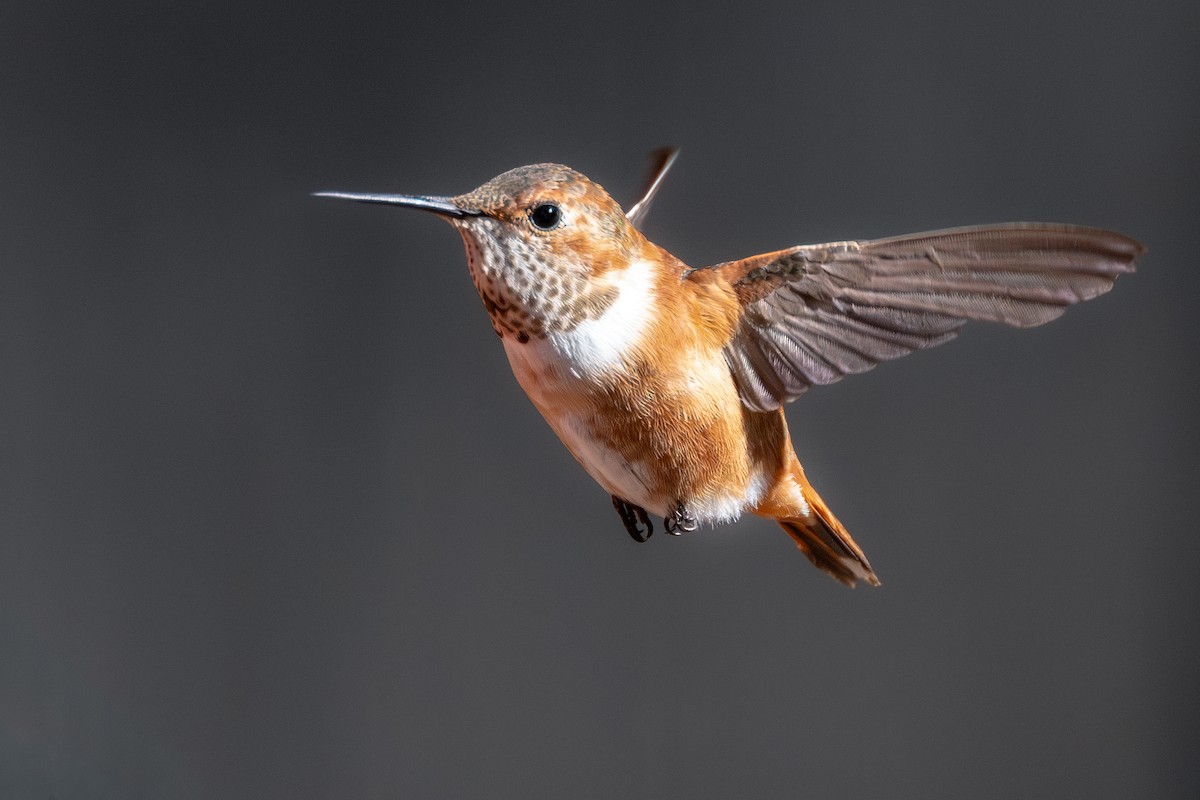 Rufous Hummingbird - ML645410758