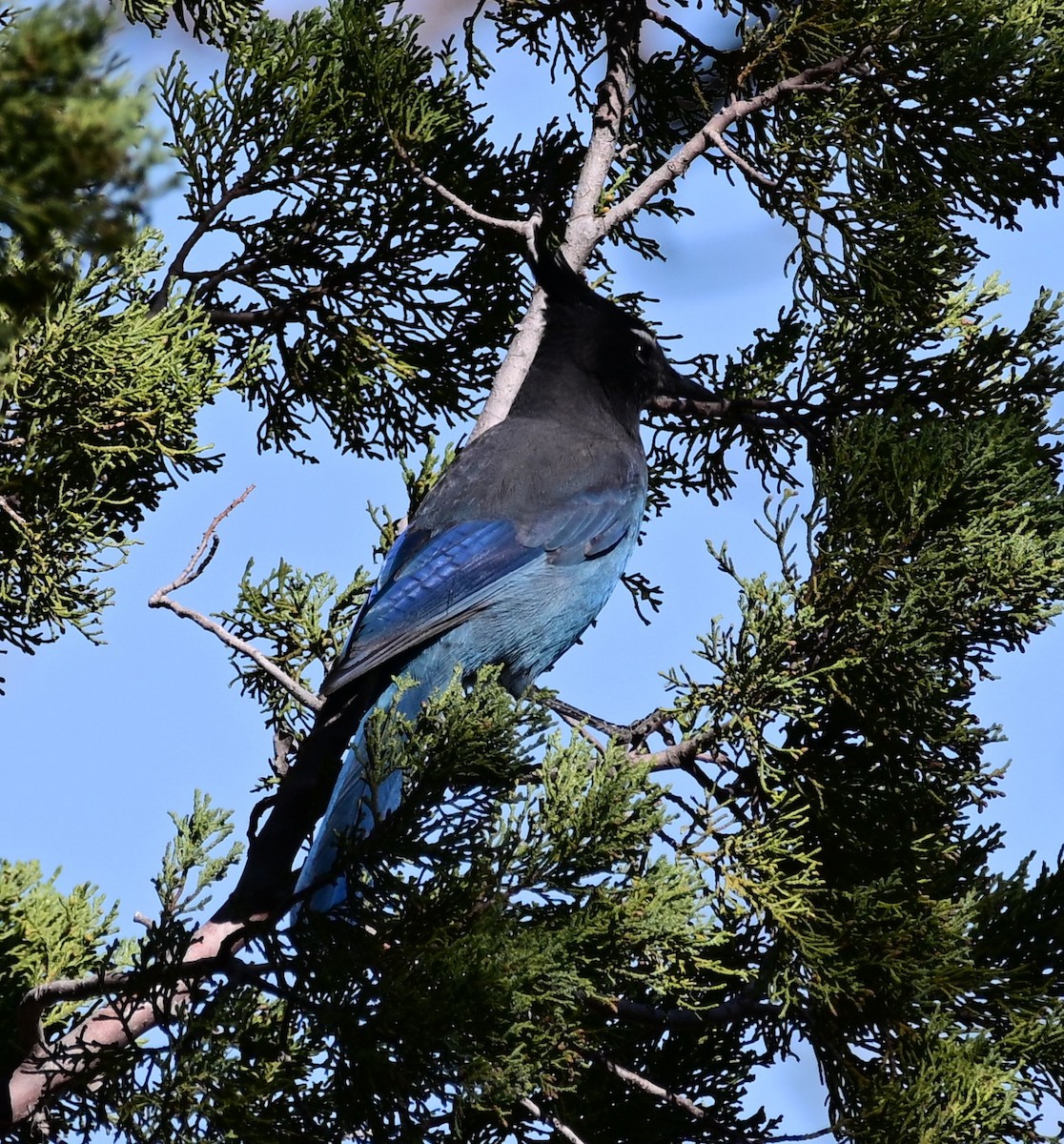 Steller's Jay - ML645410759
