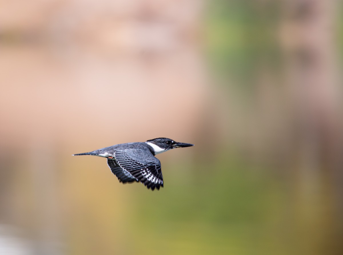 Martin handi iparramerikarra - ML645410760