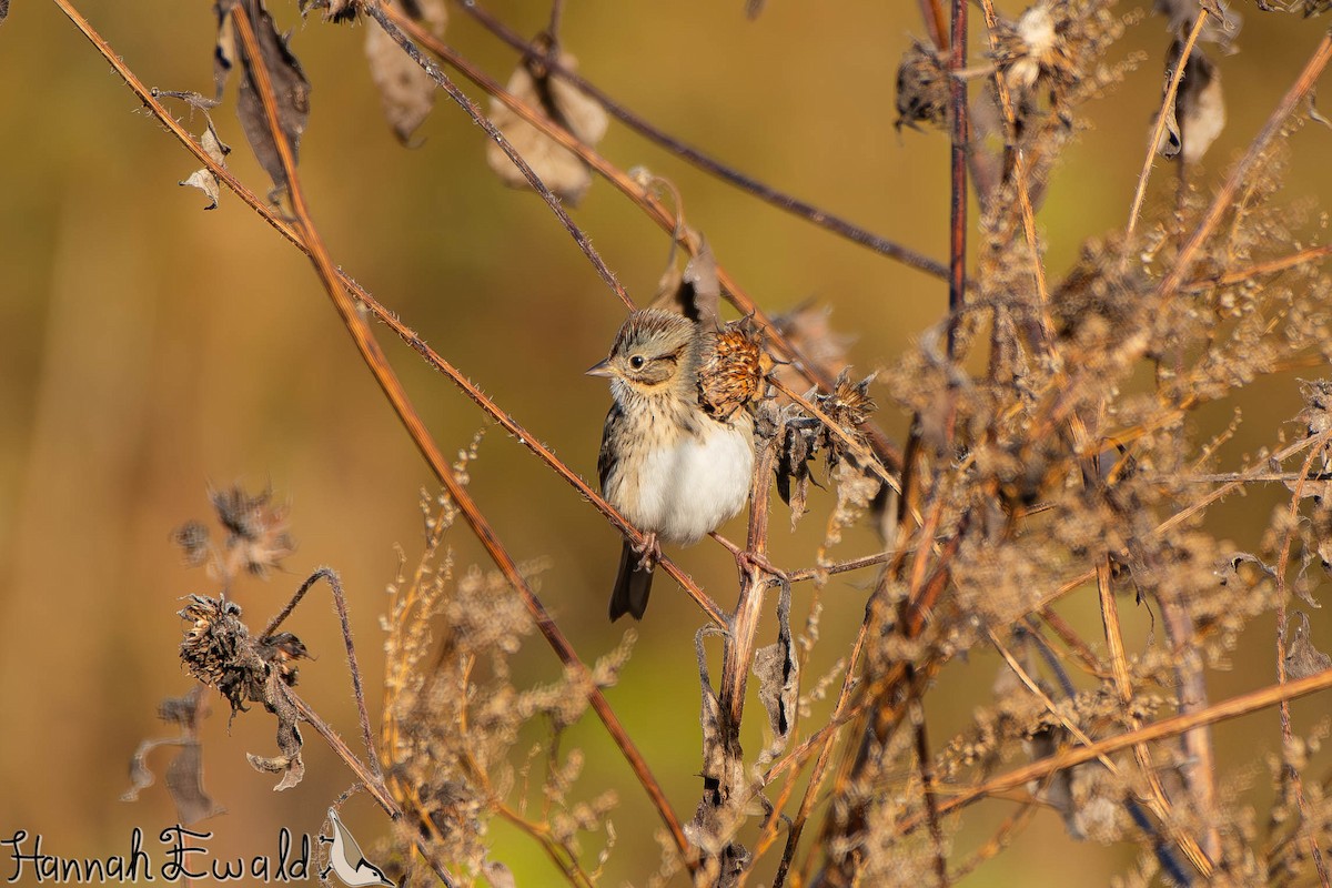 strnadec pruhohlavý - ML645410771