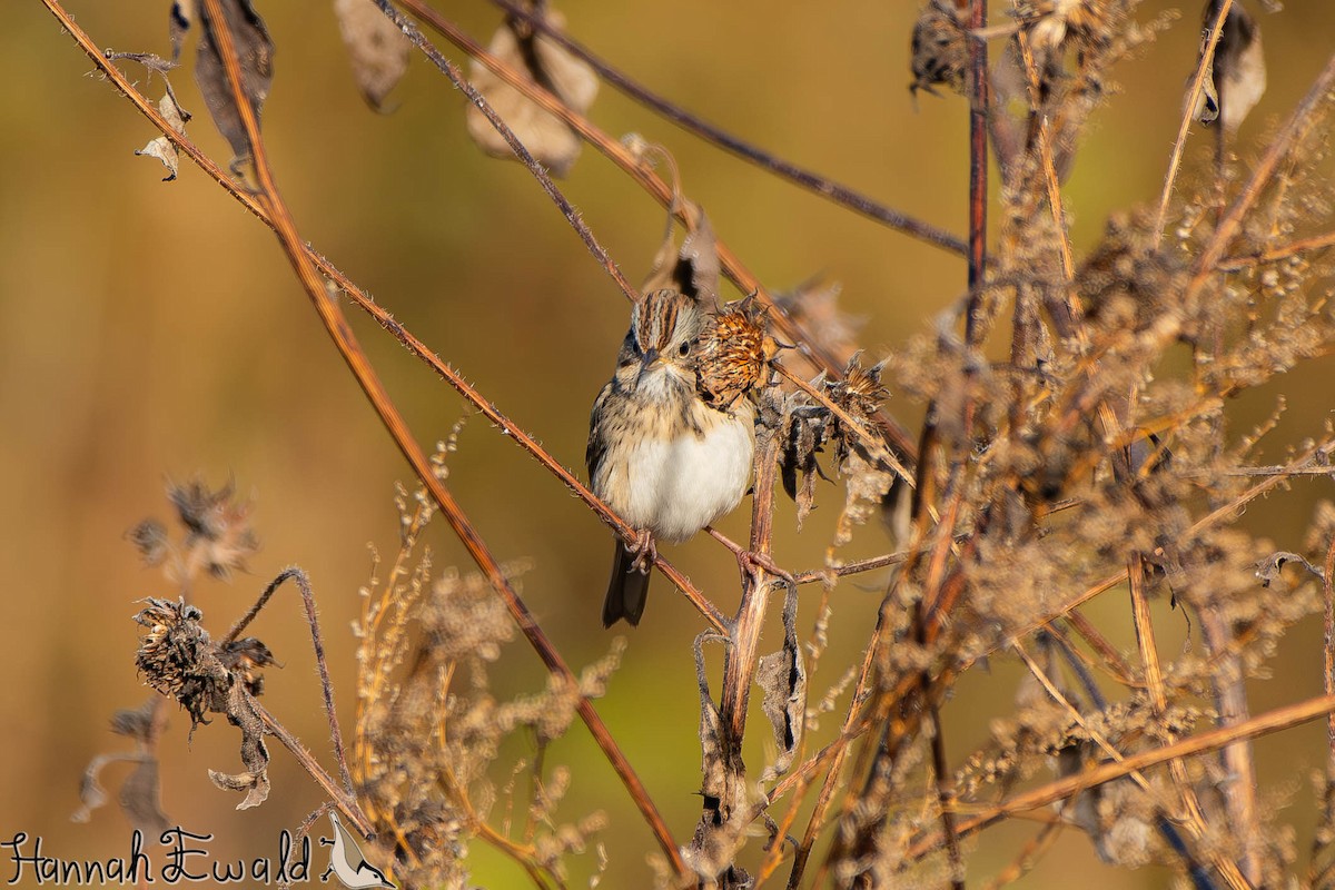 strnadec pruhohlavý - ML645410772