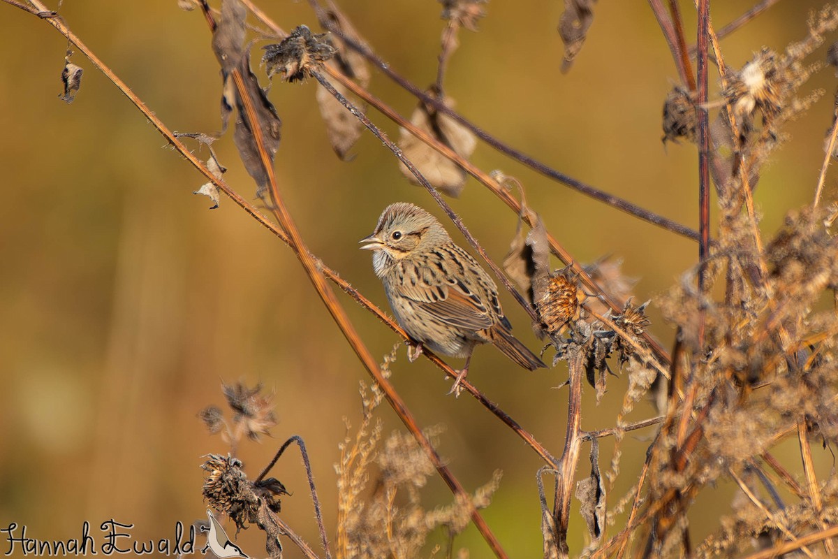 strnadec pruhohlavý - ML645410774