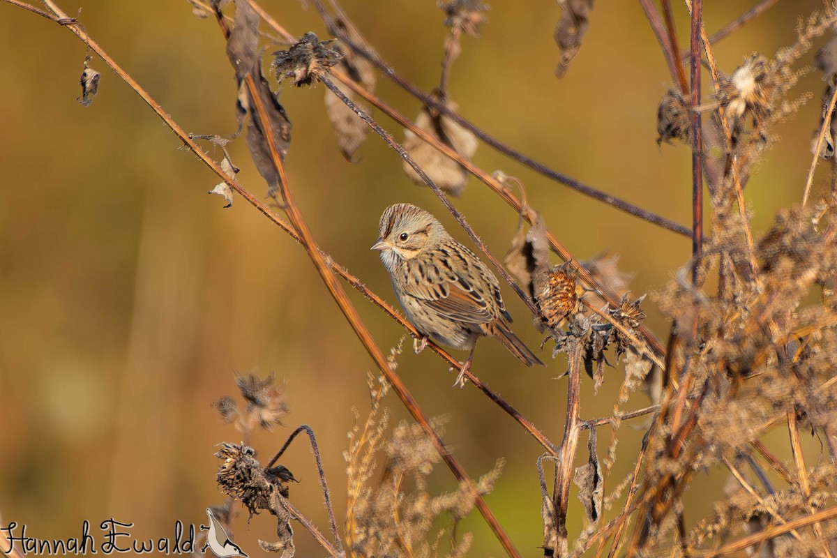 strnadec pruhohlavý - ML645410775