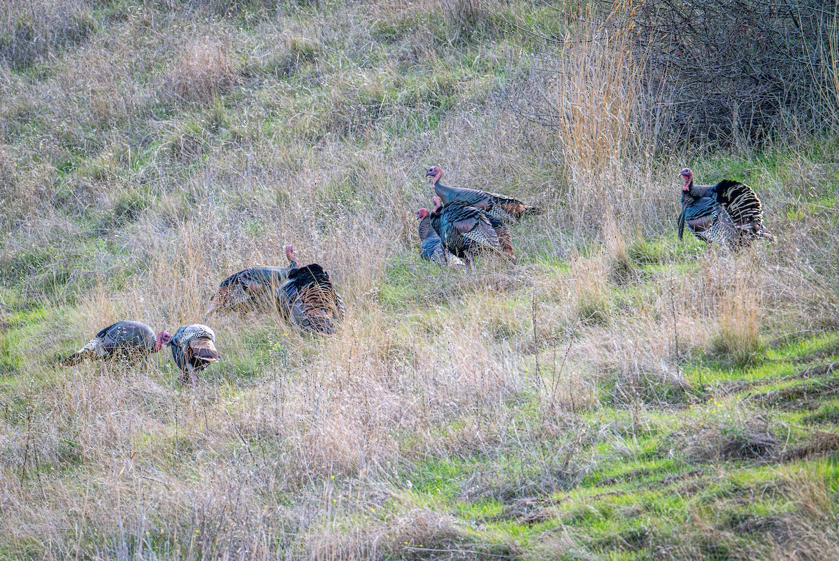 シチメンチョウ - ML645410778