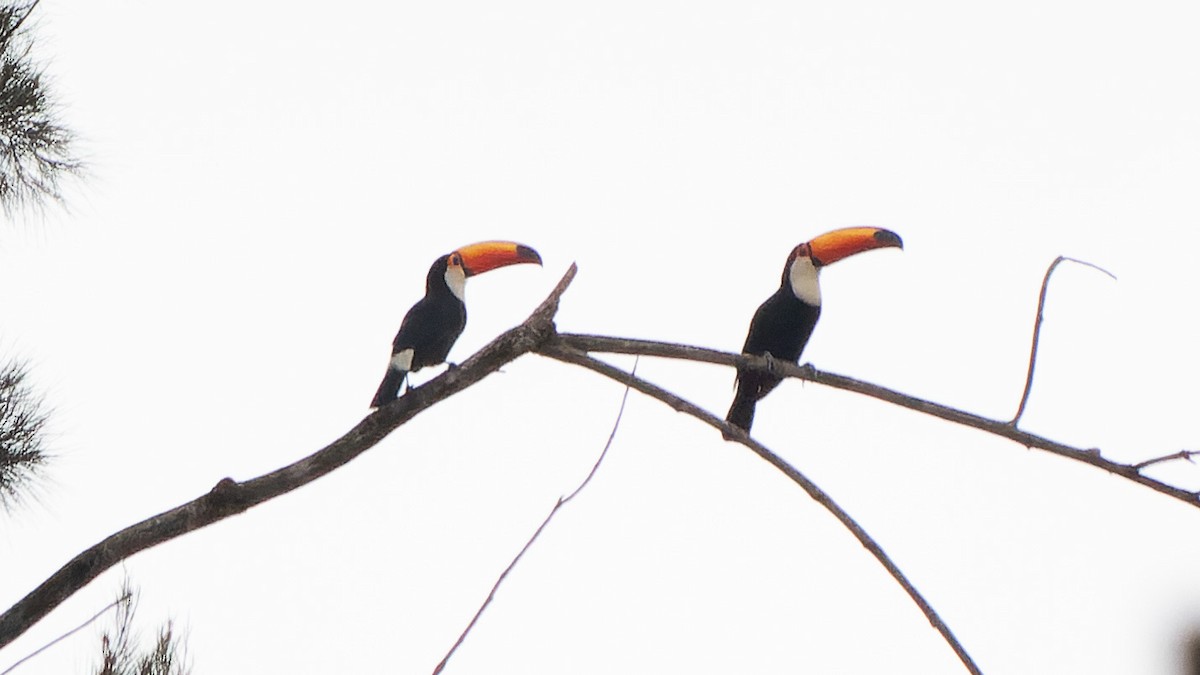 オニオオハシ - ML645410789