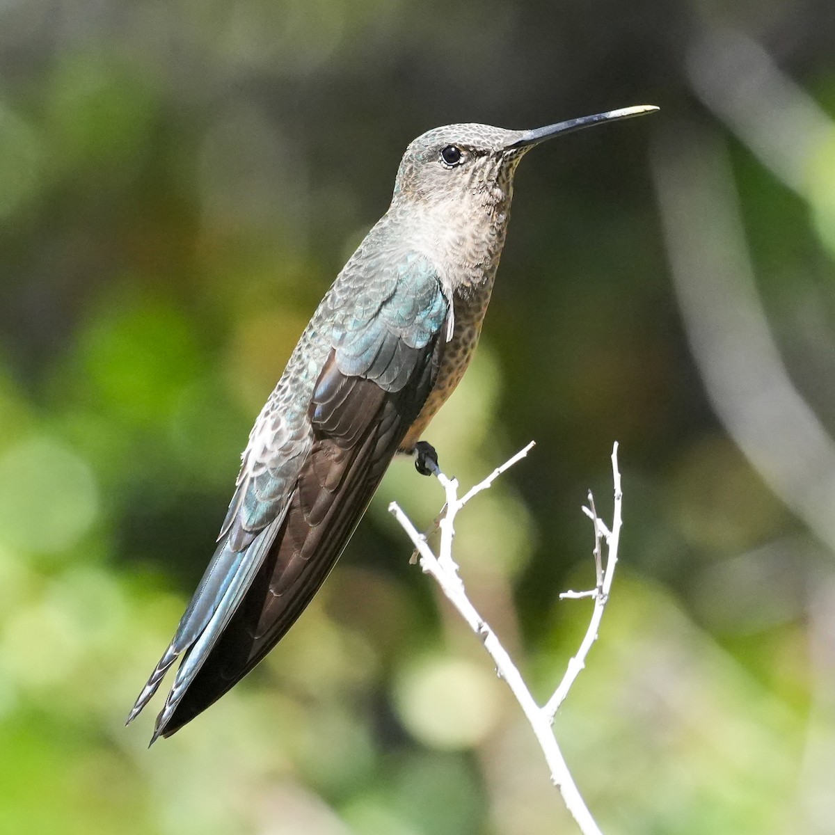 Giant Hummingbird - ML645410795