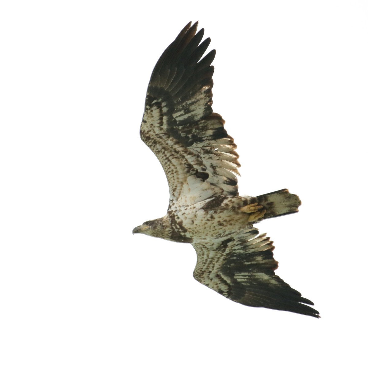 Pigargo Americano - ML645410796