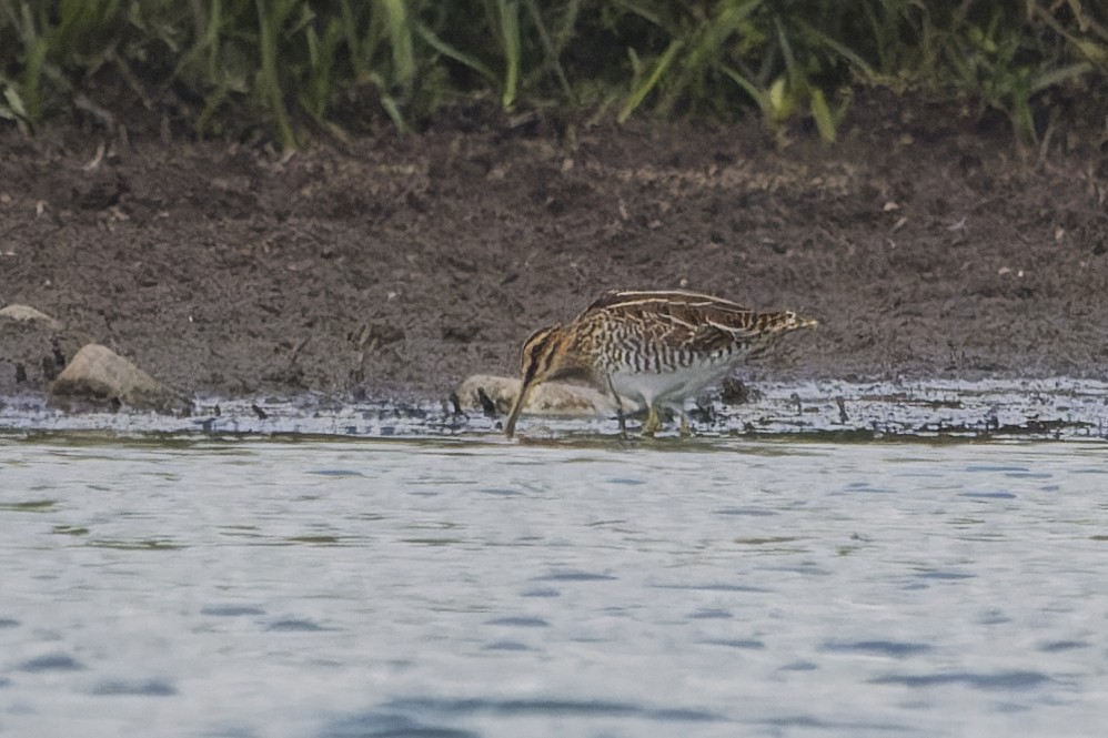 חרטומית ביצות - ML645410802
