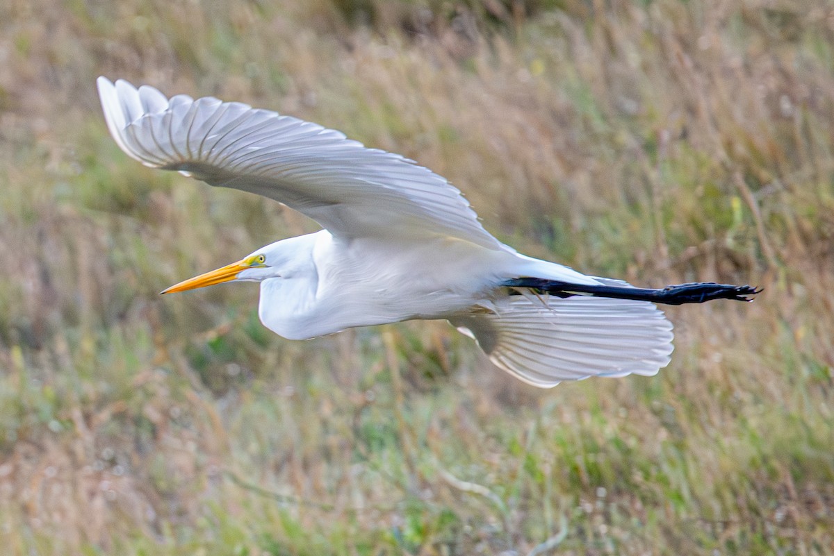 Koartza zuria - ML645410803