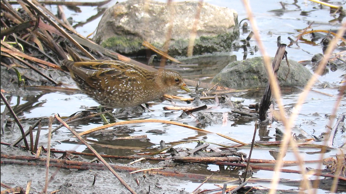 斑胸秧雞 - ML645410810