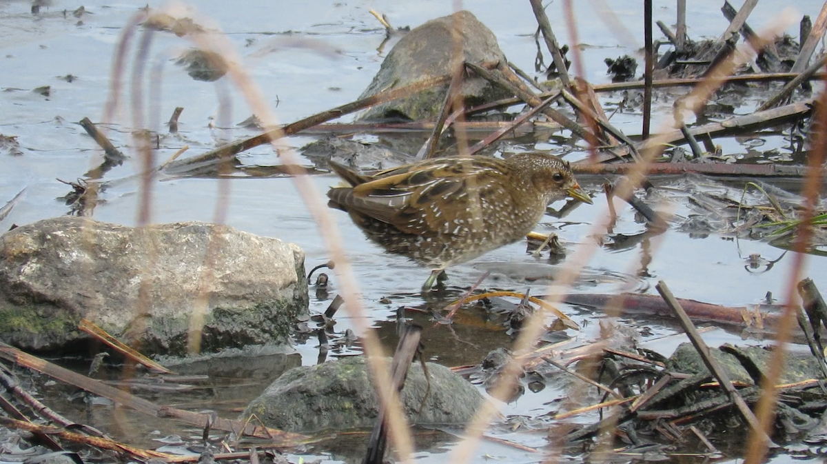 斑胸秧雞 - ML645410811