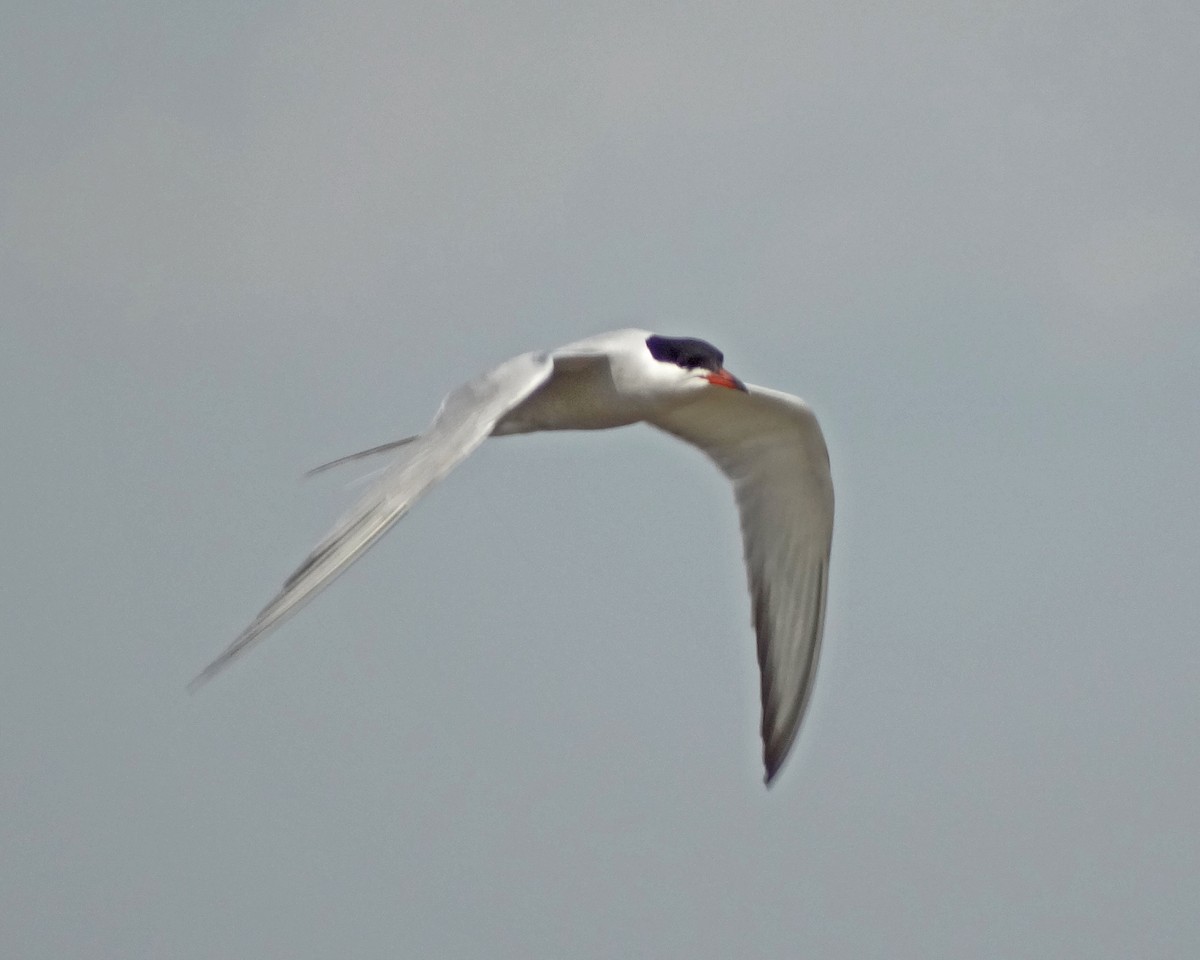Common Tern - ML645410815